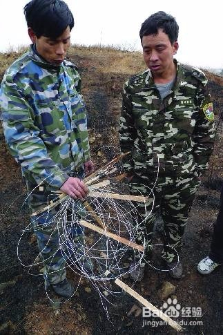 最新捉野鸡法揭秘，全攻略助你轻松一网打尽野鸡技巧