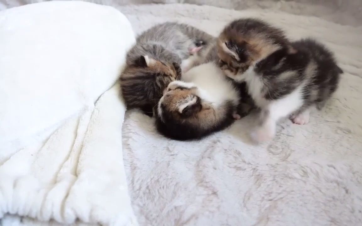 时代背景下的萌宠热潮，最新小奶猫动态