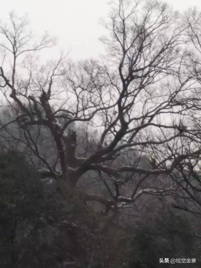 园林绿化 第242页