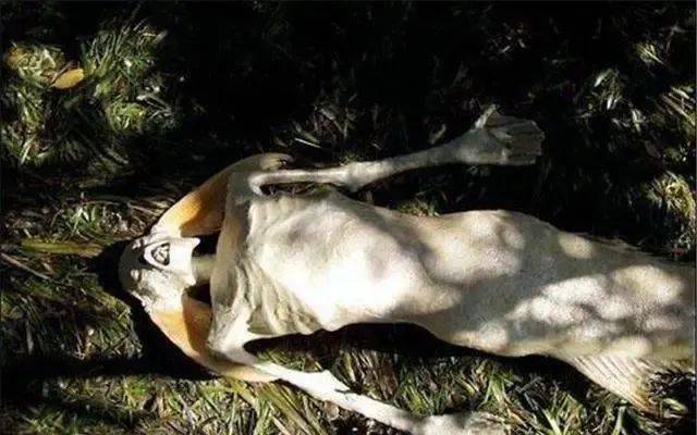 揭秘未知世界，最新神秘生物探索之旅揭晓神秘奇迹