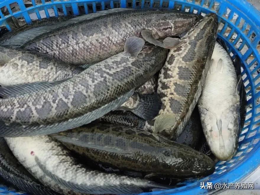 佛山黑鱼价格行情揭秘