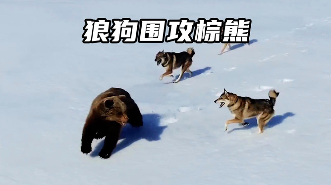 熊狼狗最新观点分析与阐述
