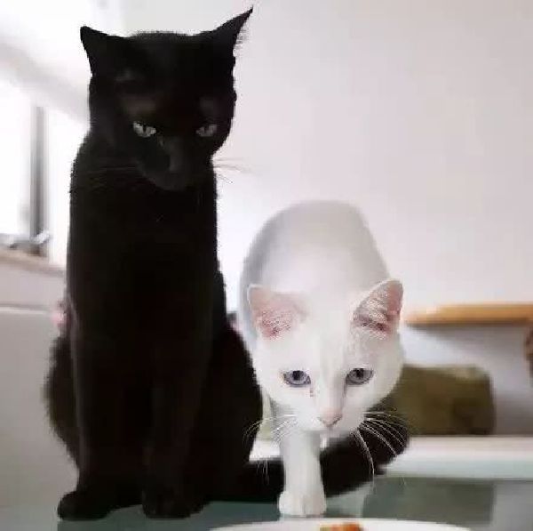 黑白猫最新动态，猫咪温馨日常与深厚友情展现