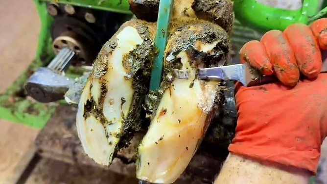 科技重塑生活，最新修牛蹄技术体验极致修蹄新纪元