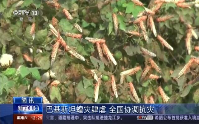 蝗虫入侵，生态挑战的观点论述