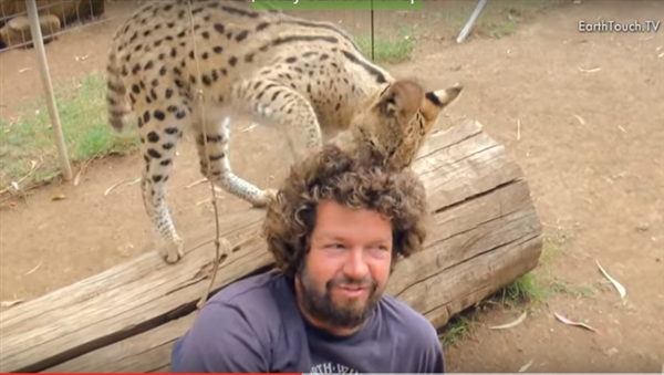 寻找自然美景中的宁静与平和，最新视频野猫探险之旅